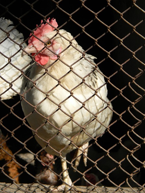 B／R預測2025年選秀結果：弗拉格預計狀元 星二代哈珀預計榜眼 巴哈馬新星排名第四.